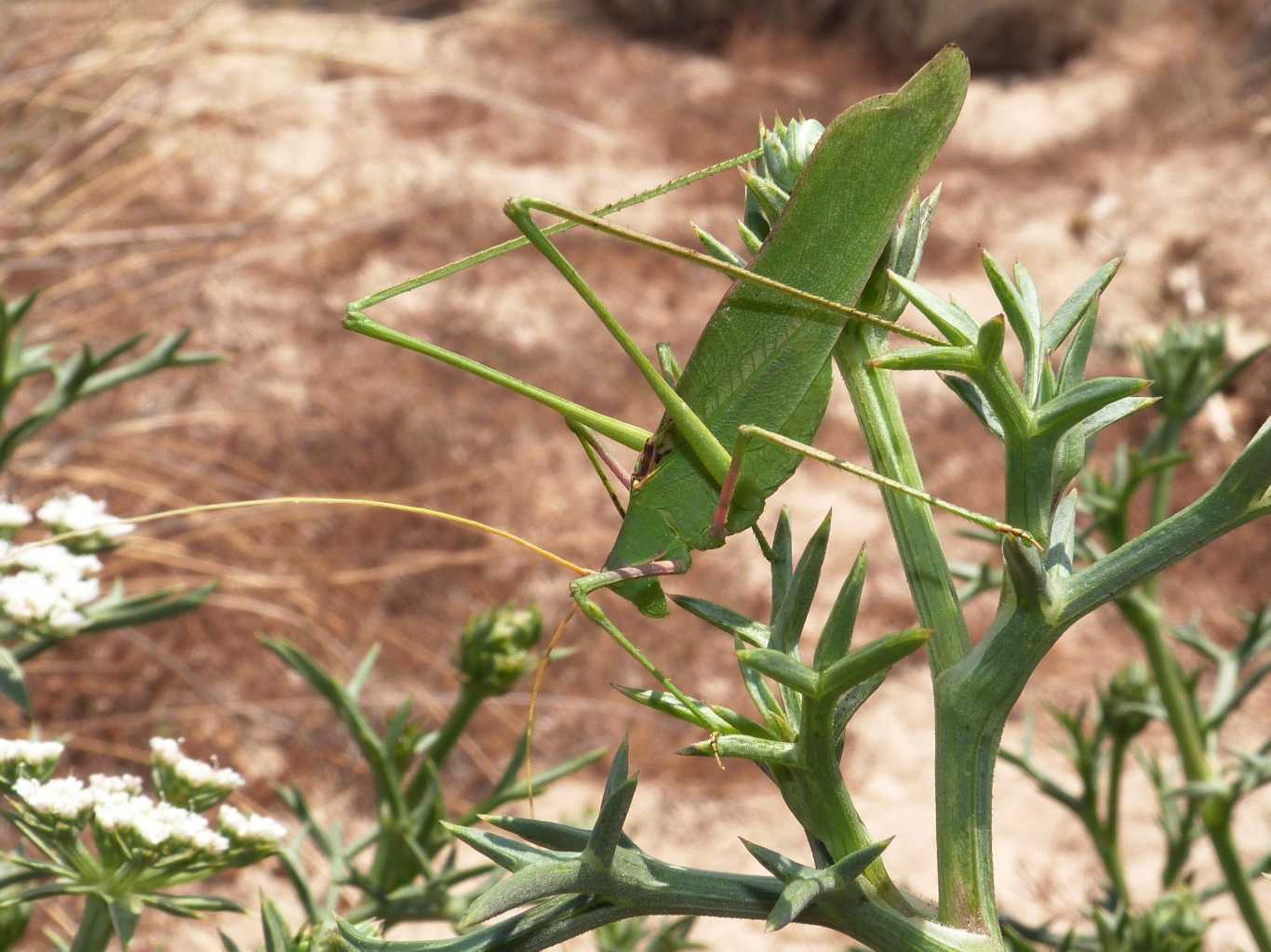 Acrometopa italica sarda